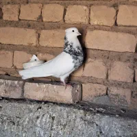 کبوتر طوقی زرین|پرنده|کهک, |دیوار