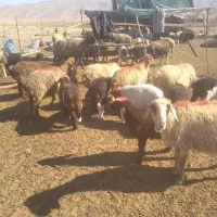 ۱۰ راس میش بره دار شیشک|حیوانات مزرعه|شیراز, عادل آباد|دیوار