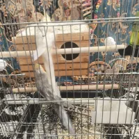 عروس هلندی|پرنده|چهارباغ, |دیوار