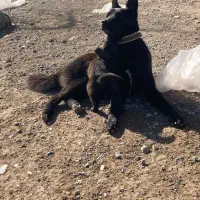 سگ ژرمن مشگی|سگ|اردبیل, |دیوار