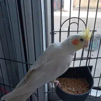 عروس هلندی لوتینو