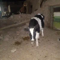 گوساله ماده