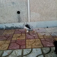 سلام مرغ تخم گذرار|حیوانات مزرعه|برازجان, |دیوار