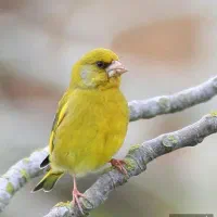 جویای اطلاعات|فعالیت داوطلبانه|شیراز, گویم|دیوار