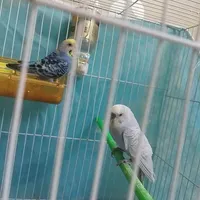 دو عدد مرغ عشق تخم گذار|پرنده|مشهد, تربیت|دیوار
