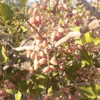 انواع نهال میوه و خشکبار پربار و زودبازده|خدمات باغبانی و درختکاری|قزوین, |دیوار