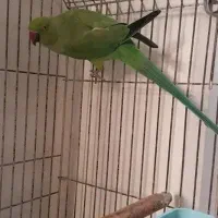 طوطی ملنگو بالغ