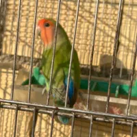 پرنده طوطی|پرنده|جوانرود, |دیوار