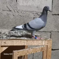 جوجه سبز