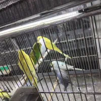 فنج و مرغ عشق عروس دستی تک وتعداد پرنده کیان