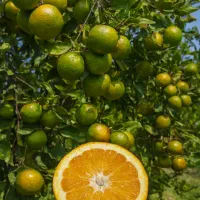 محصولات گیلان