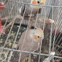 عروس هلندی|پرنده|تربت جام, شهید غلام زاده|دیوار