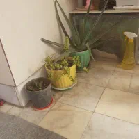 ده عدد گلدان زیبا|گل و گیاه طبیعی|کاشان, سوریجان|دیوار