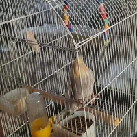 عروس هلندی|پرنده|شهر ری, شهرری|دیوار