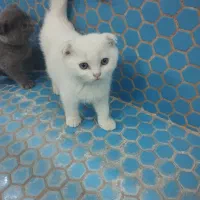 گربه اسکاتیش