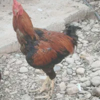 فروش فوری خروس لاری