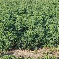 یونجه بمی(اسپست)