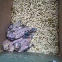 عروس هلندی|پرنده|مهریز, |دیوار