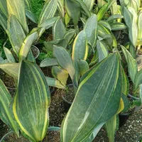 فروش سانسوریا گلدفلم و کراواتی