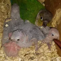 گرینچیک جفت ردفکتوریلوسایدبا۴عددجوجه تپل|پرنده|مشهد, ویلاشهر|دیوار