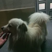 سگ پامیریین