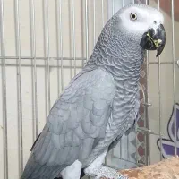 کاسکو جفت مولد کارداده کینگ سایز|پرنده|تهران, مسعودیه|دیوار