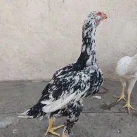 نیمچه خروس لاری چیل|حیوانات مزرعه|باقرشهر, |دیوار