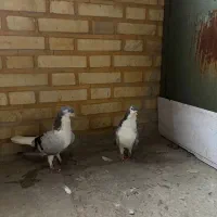 سینه کفتر|پرنده|تهران, شهرک آزادی|دیوار