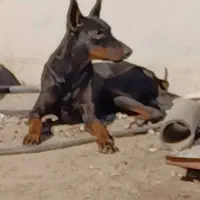 سگ دوبرمن ماده