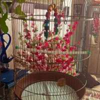 قفس عروس هلندی