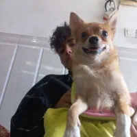 سگ ماده نارنجی پرتغالی ۱۰ میلیون