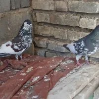 جفت یال گلدار
