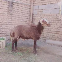 2گوسفند نر و ماده افشار