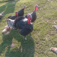 بقلمون ۵ عدد فروشی