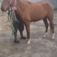 ۳ عدد اسب یرقه|اسب و تجهیزات اسبسواری|مینودشت, |دیوار