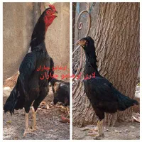 تخم مرغ نطفه دار  خروس اشامو و مرغ لاری|حیوانات مزرعه|چناران, |دیوار