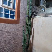 فروش کاکتوس خورموج