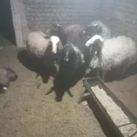 چهار عدد میش اوستن مناسب برای داشتی