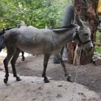 قاطر جوان