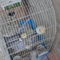 طوطی عروس هلندی پرنده عروس|پرنده|احمدسرگوراب, |دیوار