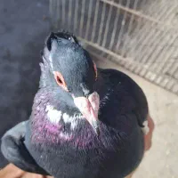 پلنگ سینه قهوه ای نروماده سینه قهوه ای وسینه سیاه|پرنده|کرمان, |دیوار