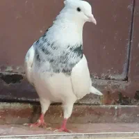 طوقی نر|پرنده|مسجد سلیمان, |دیوار