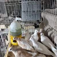 کبوتر خانگی|پرنده|میناب, |دیوار