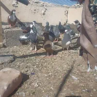 کبوتر|پرنده|میرجاوه, |دیوار