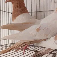 کفتر تربت|پرنده|تربت‌حیدریه, حسنی بالا|دیوار