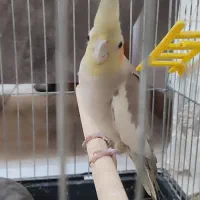 فروش جفت عروس هلندی  جوجه داده