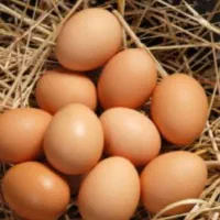 تخم مرغ بومی  و نطفه داره  موجود است