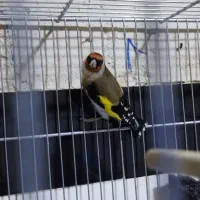 سهره نر|پرنده|جوانرود, |دیوار