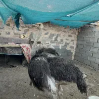 شترمرغ