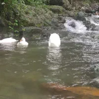 فروش زمین مسکونی و تجاری دربیجاربنه